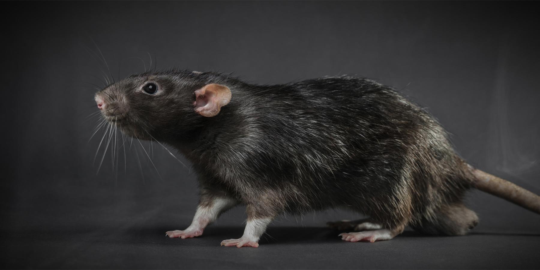 Romex Pest Control Texas, Louisiana, Oklahoma, Mississippi